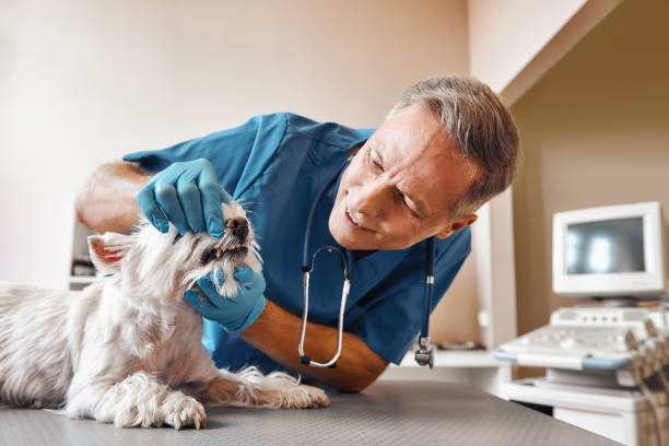 Best Root Canal Emergency Dentist  in Eldersburg, MD